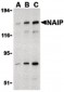 BIRC1 / NAIP Antibody (C-Terminus)